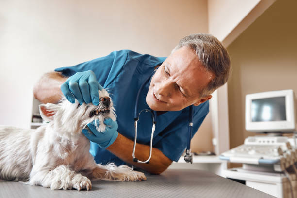 Best Mobile Emergency Dentist in Weatherby Lake, MO